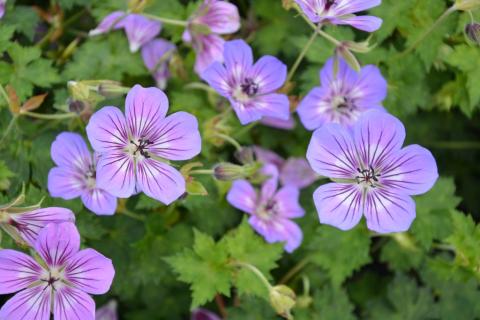 Geranium hybride 'Havana Blues'