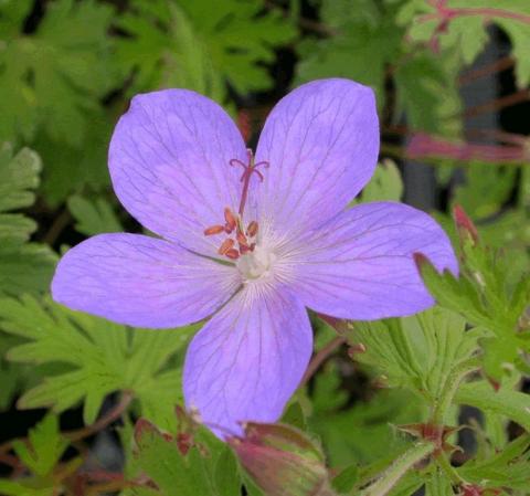 Geranium hybride 'Johnson's Blue'