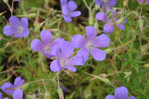 Geranium hybride 'Nimbus'
