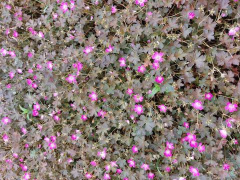 Geranium hybride 'Orkney Cherry' ®