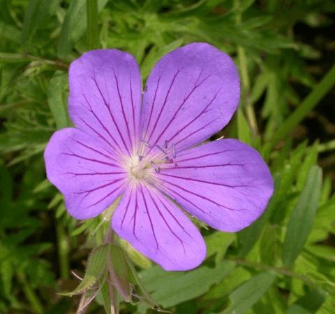 Geranium hybride 'Orion'