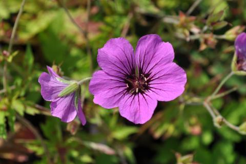 Geranium hybride 'Patricia'