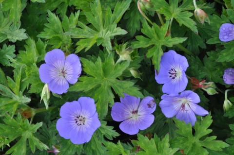 Geranium hybride 'Rozanne' (Gerwat) PBR