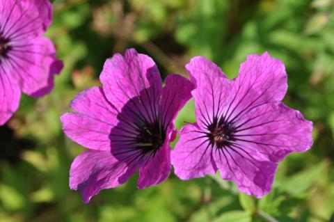 Geranium hybride 'Red Admiral'