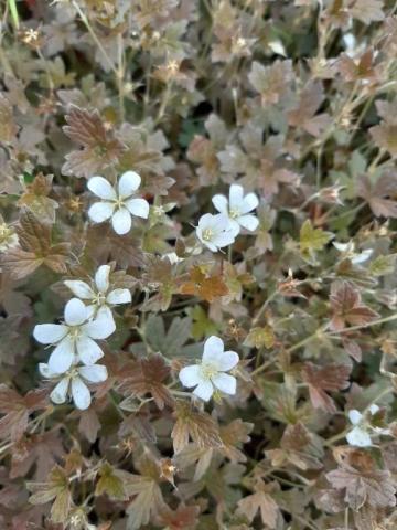 Geranium hybride 'Sanne'