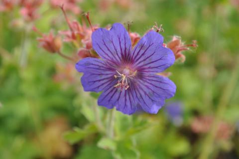 Geranium hybride 'Sabani Blue'