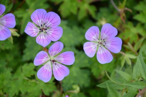 Geranium hybride 'Sweet Heidy' (PBR)