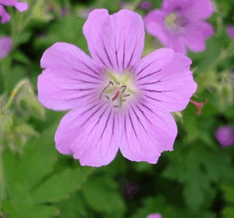 Geranium hybride 'Sirak'