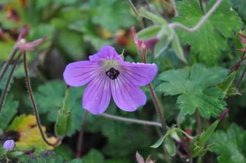 Geranium hybride 'Sylvia's Surprise' ®