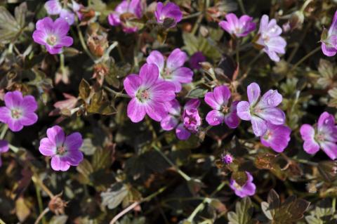 Geranium hybride 'Tanya Rendall' (PBR)