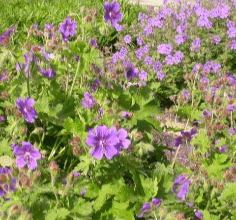 Geranium ibericum 'Turco'