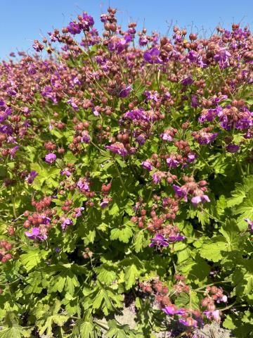 Geranium macrorrhizzum 'BeePub' ® 