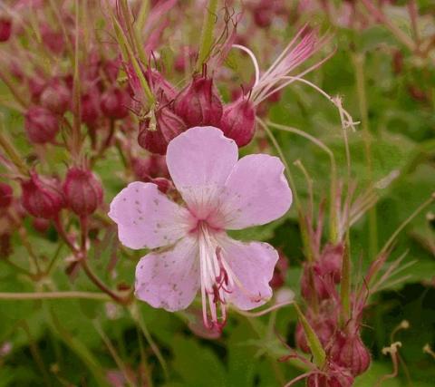 Geranium macrorrhizum 'Ingwersen's Variety'