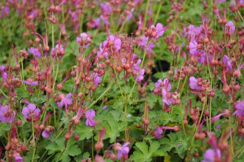 Geranium macrorrhizum 'Olympos'