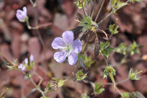 Geranium maculatum 'Espresso'