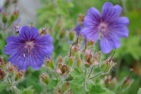 Geranium magnificum