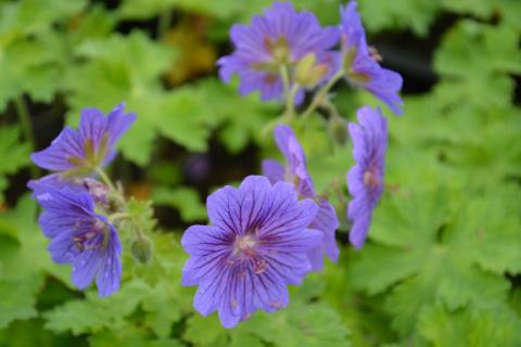 Geranium magnificum 'Rosemoor'