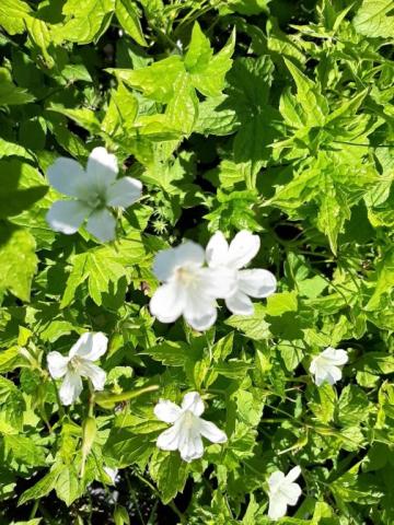 Geranium nodosum 'Silverwood'