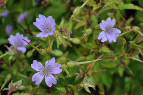 Geranium nodosum 'Simon'