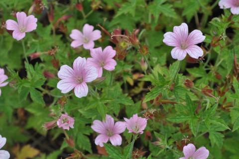 Geranium oxonianum 'A.T. Johnson'