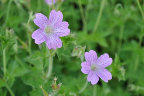 Geranium oxonianum 'Claridge Druce'