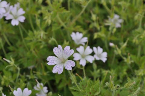 Geranium oxonianum 'Katherine Adèle'