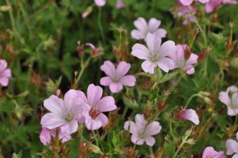 Geranium oxonianum 'Rose Clair'