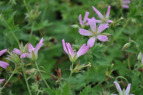 Geranium oxonianum 'Sherwood'