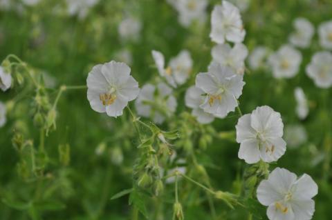 Geranium phaeum 'Album'