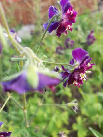 Geranium phaeum 'Joseph Green'
