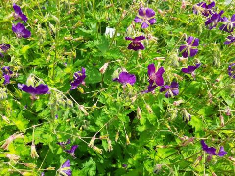 Geranium phaeum 'Klepper'