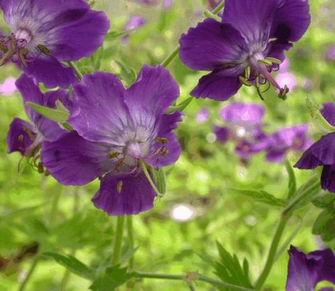 Geranium phaeum 'Lily Lovell'