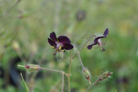 Geranium phaeum 'Mourning Widow'