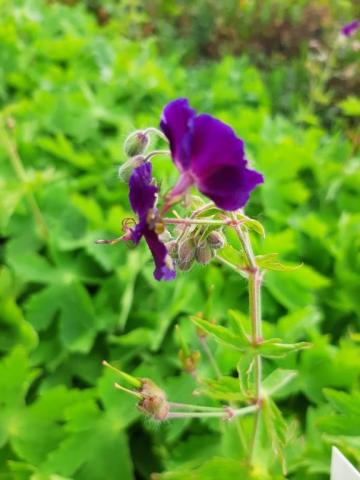 Geranium phaeum 'Raven'