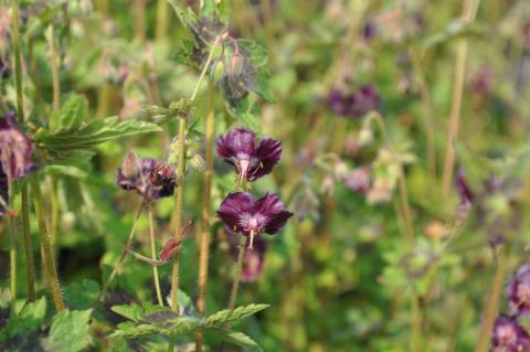 Geranium phaeum 'Samobor'