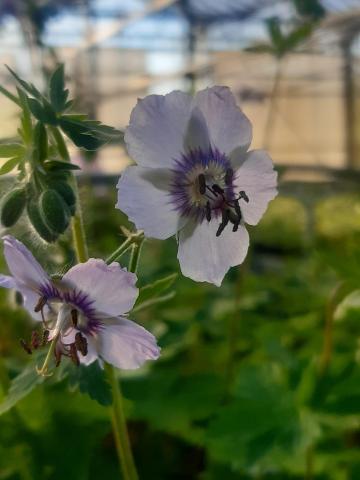 Geranium phaeum 'Wendy's Blush'