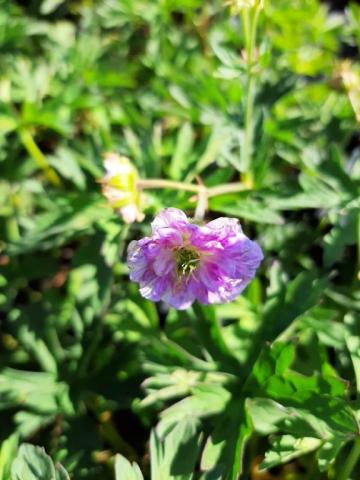 Geranium pratense 'Cloud Nine'