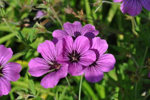 Geranium psilostemon