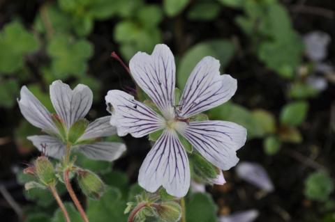 Geranium renardii