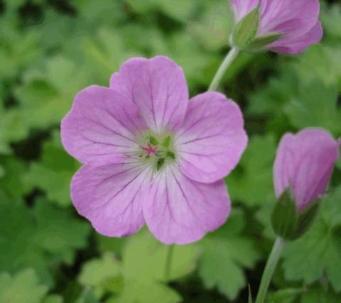 Geranium riversleianum 'Mavis Simpson'