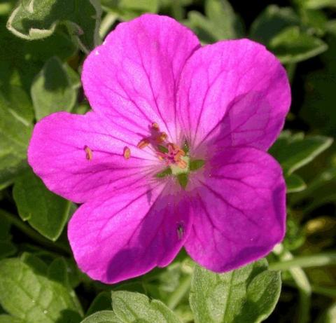 Geranium riversleianum 'Russell Prichard'