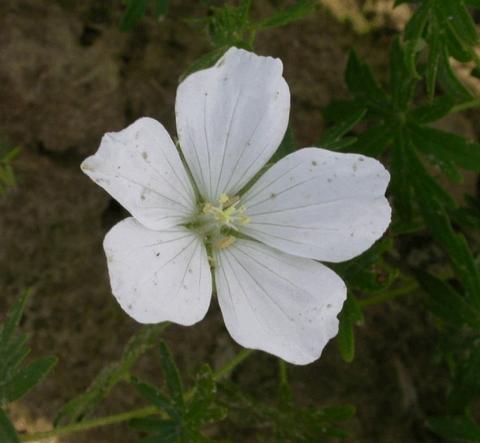 Geranium sanguineum 'Album'