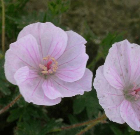 Geranium sanguineum 'Apfelblüte'