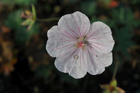 Geranium sanguineum 'Compactum'