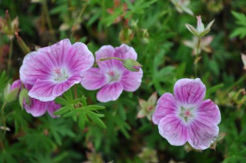 Geranium sanguineum 'Elke'