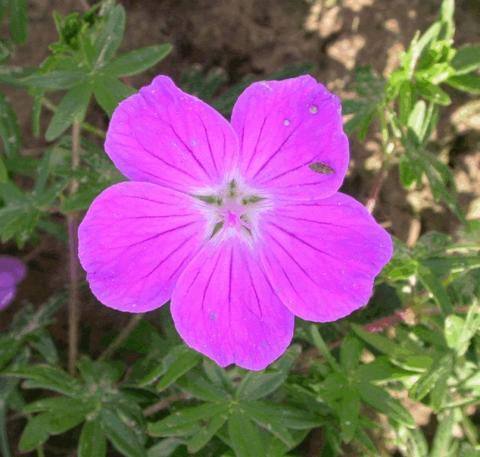 Geranium sanguineum 'Elsbeth'