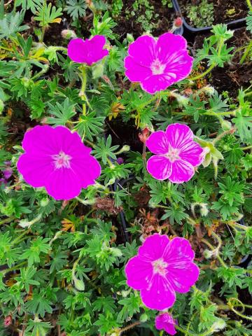 Geranium sanguineum 'Fruit d' Fleur'