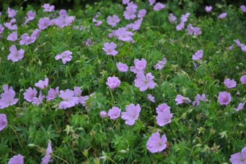 Geranium sanguineum 'Glenluce'