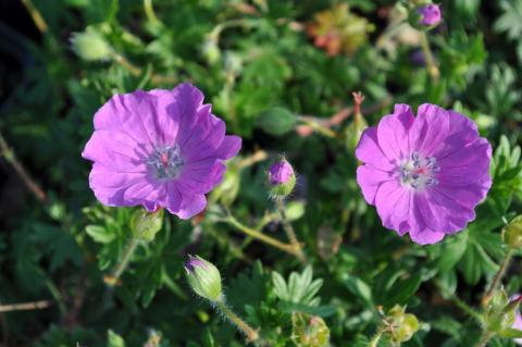 Geranium sanguineum 'Max Frei'