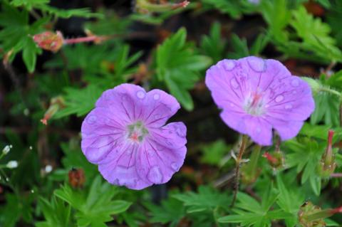 Geranium sanguineum 'Nanum'